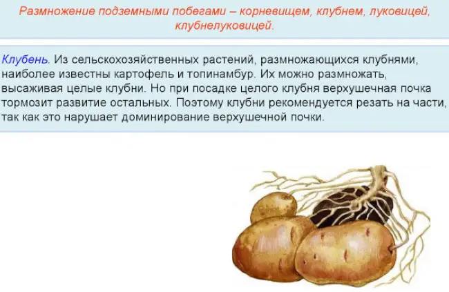 Клубень картофеля на раннем этапе своего развития. Способы размножения картофеля. Размножение клубнями. Способ размножения картошки. Бесполое размножение картофеля клубнями.