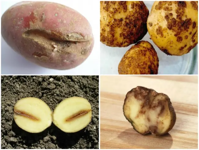 Болезни и вредители картошки