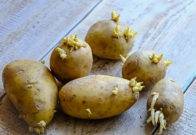 Размножение картофеля семенами