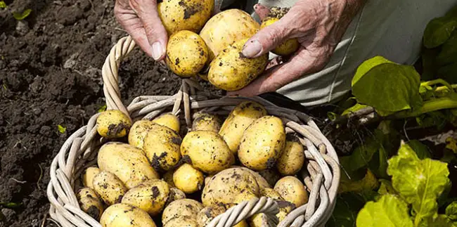 Характеристика сорта картофеля Маделина