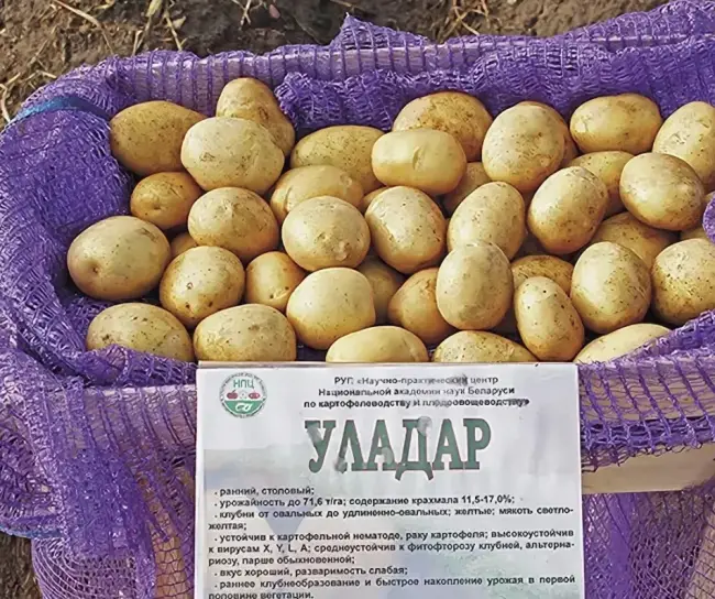 Сорт картофеля «Нида» – описание и фото