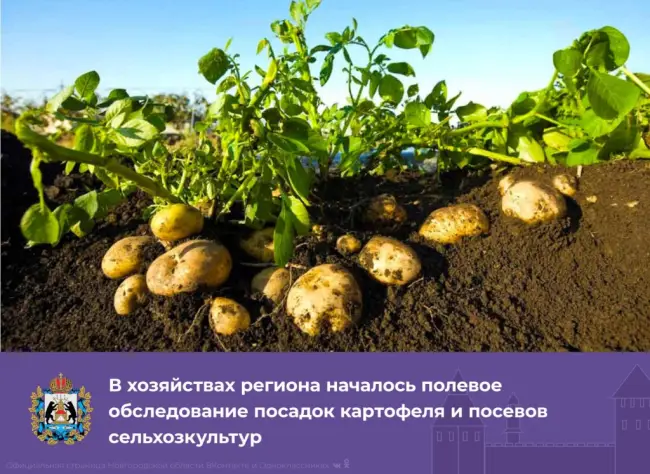 Правильная посадка картофеля в Ленинградской области