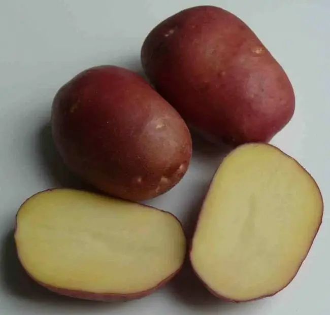 Посадка и выращивание картофеля сорта Рокко