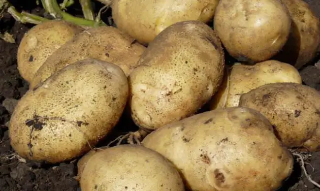 Отзывы картофелеводов