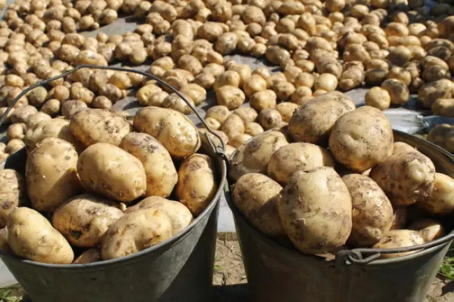 Размножение картофеля клубнями