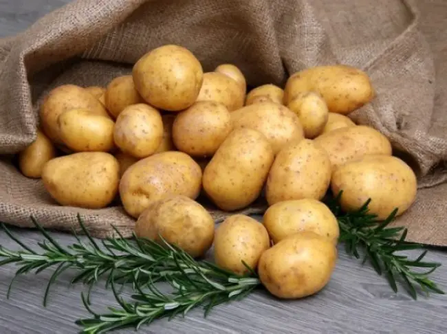 Посадка и выращивание картофеля сорта Сантана