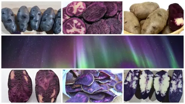 Сбор и хранение фиолетового картофеля