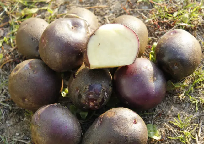 Характеристика, урожайность, отзывы и фото сорта картофеля «Сиреневый туман»