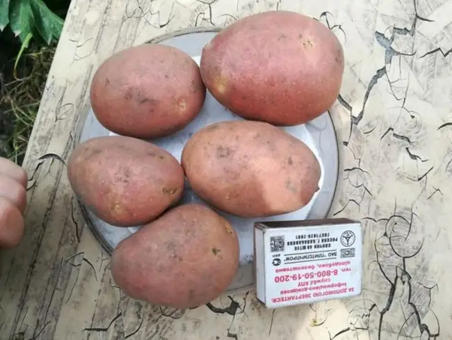 Описание сорта картофеля 