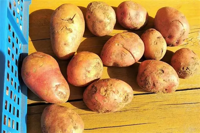 Посадка и выращивание картофеля сорта Сударыня