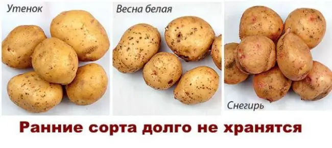 Описание и характеристика сорта