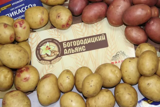 Посадка и нюансы агротехники