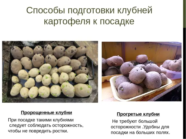 Размножение картофеля клубнями