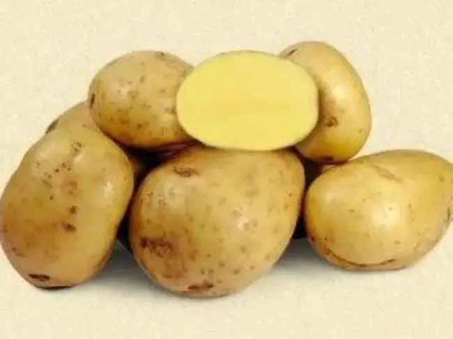 Описание ранних сортов картофеля. Уход