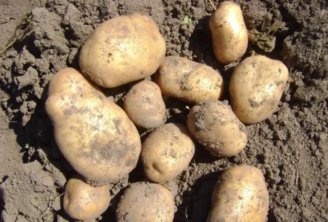 Посадка и выращивание картофеля сорта Каптива