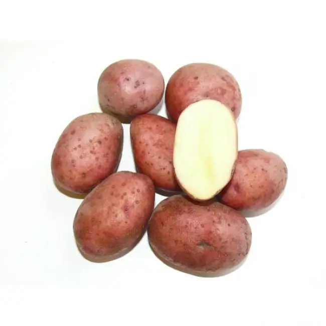 Хранение картофеля в ямах