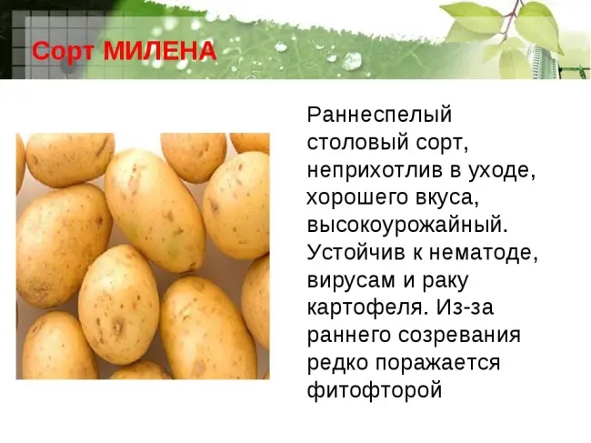 Выбор сортов картофеля – название, описание и классификация