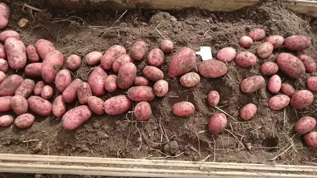 Посадка и выращивание раннего картофеля