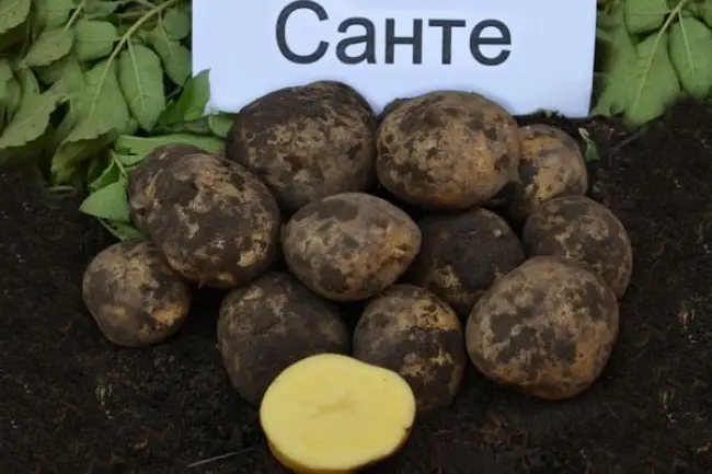 Характеристика, описание, урожайность, отзывы и фото сорта картофеля «Мелодия»