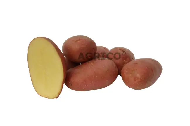 Характеристика картофеля Алуэт