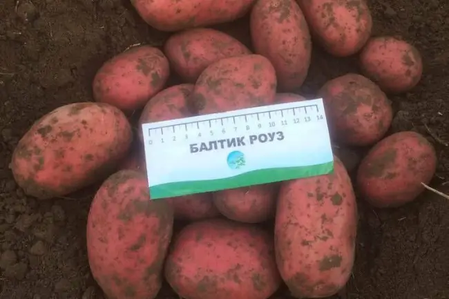 Характеристика сорта картофеля Балтик Роуз