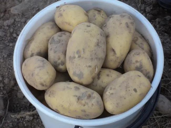 Характеристика, описание, урожайность, отзывы и фото сорта картофеля «Триумф»