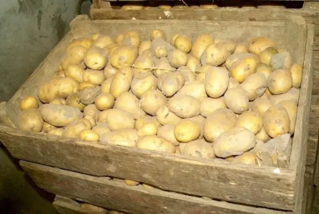 Подготовка картофеля к закладке на хранение