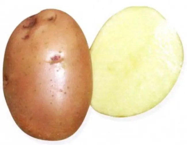 Посадка картофеля Луговской