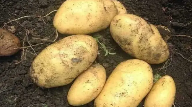 Отзывы картофелеводов