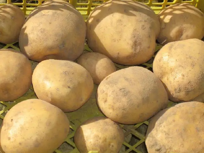 Какие сорта картофеля подходят для выращивания в Сибири (Западной и Восточной)