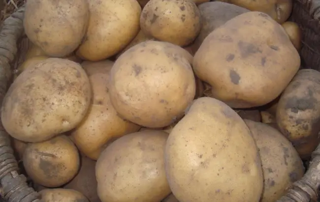 Описание сорта картофеля Тимо, его характеристика и урожайность