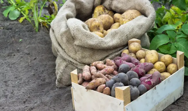 Сбор и хранение картофеля