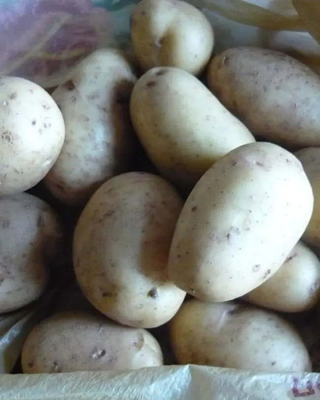 Происхождение и описание картофеля