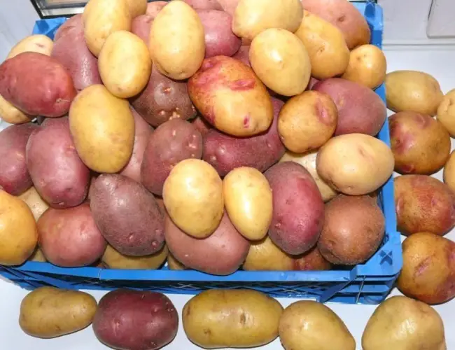 Посадка картофеля Альвара