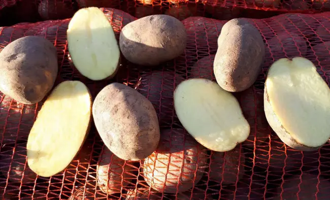 Размножение картофеля бриз
