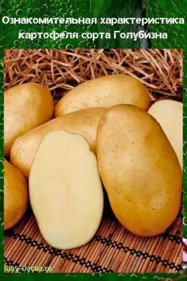 Посадка картофеля Голубизна