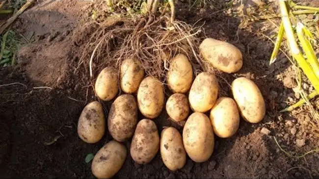 Посадка и выращивание картофеля сорта Лель