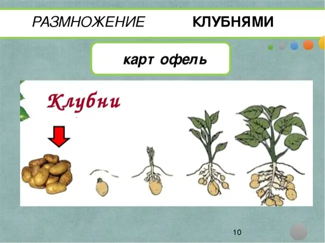 Размножение картофеля клубнями