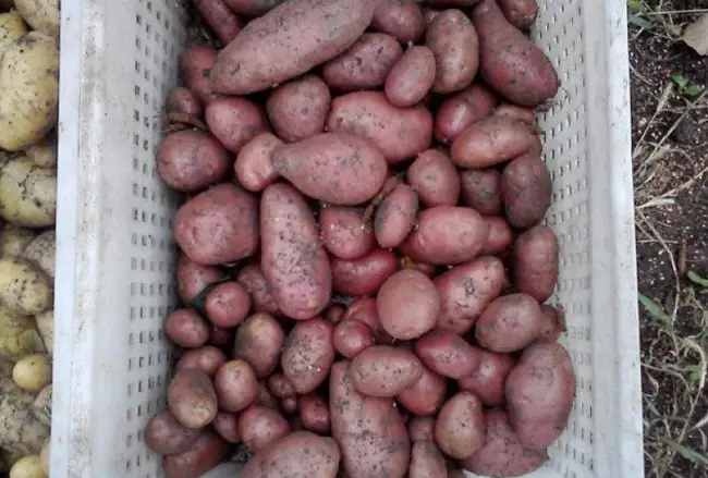 Описание сорта картофеля Беллароза
