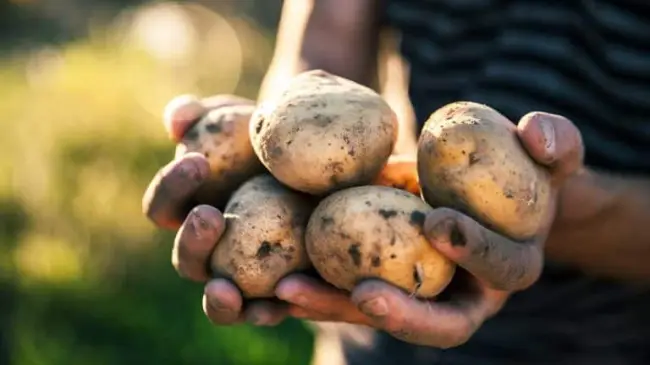 Описание и характеристика картофеля «Зорачка»