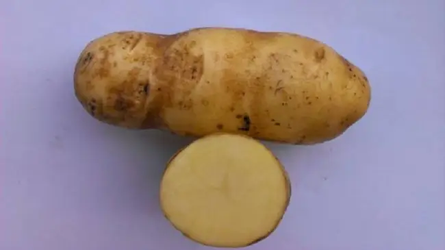 Посадка и выращивание картофеля сорта Инноватор