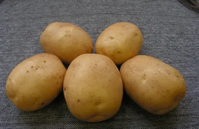 Лакомка картофель – характеристика, отзывы