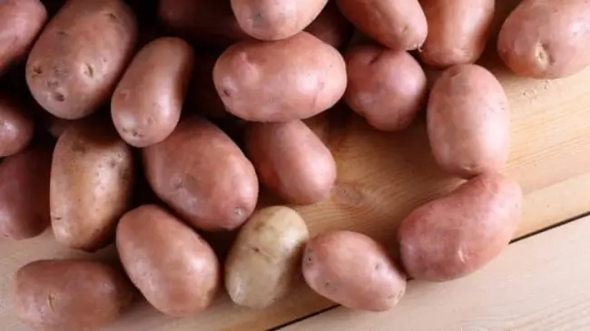 Посадка и выращивание картофеля сорта Мадейра