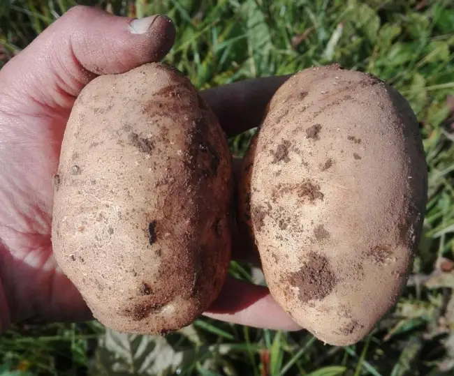 Посадка и выращивание сорта картофеля