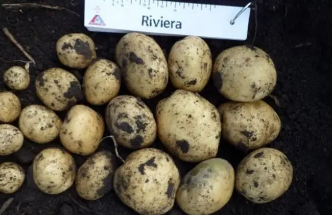 Характеристика картошки Ривьера
