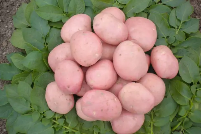 Характеристика, описание, урожайность, отзывы и фото сорта картофеля «Рябинушка»