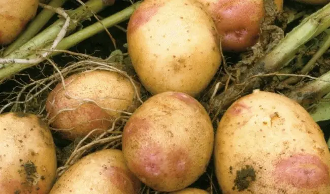 Посадка и выращивание картофеля Рябинушка