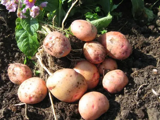 Описание картофеля Юбиляр