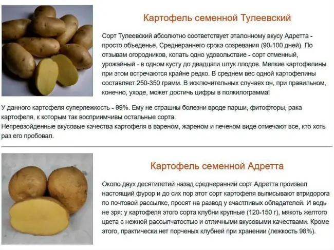 Посадка и уход за картофелем