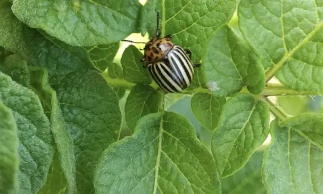 Как распознать колорадского жука в огороде?